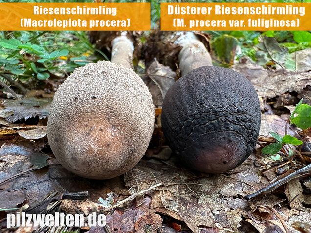 Rußbrauner Riesenschirmling, Düsterer Parasol, Macrolepiota procera var. fuliginosa