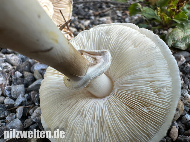Seidiger Egerlingsschirmling, Leucoagaricus holosericeus