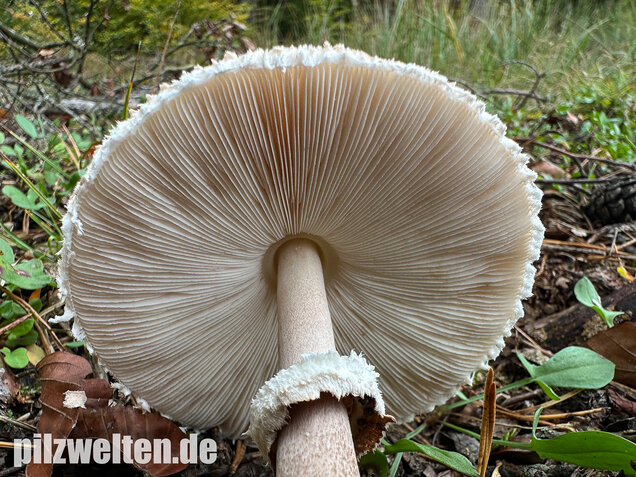 Sternschuppiger Riesenschirmling, Grobscholliger Riesenschirmling, Macrolepiota rhodosperma