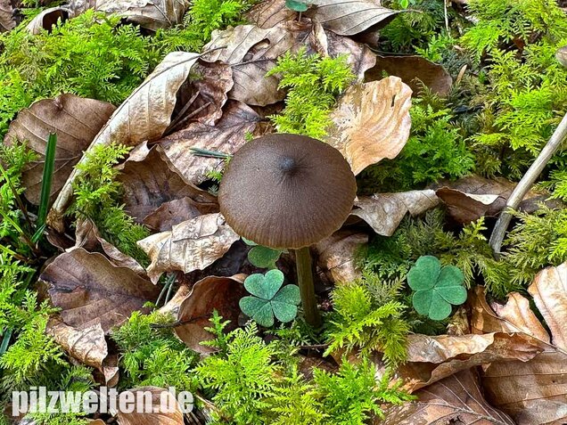 Traniger Rötling, Gebrechlicher Glöckling, Entoloma hirtipes