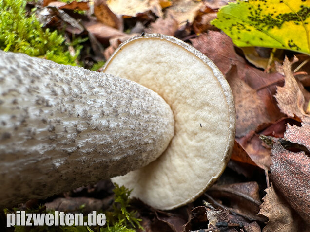 Vielverfärbender Birkenpilz, Leccinum variicolor