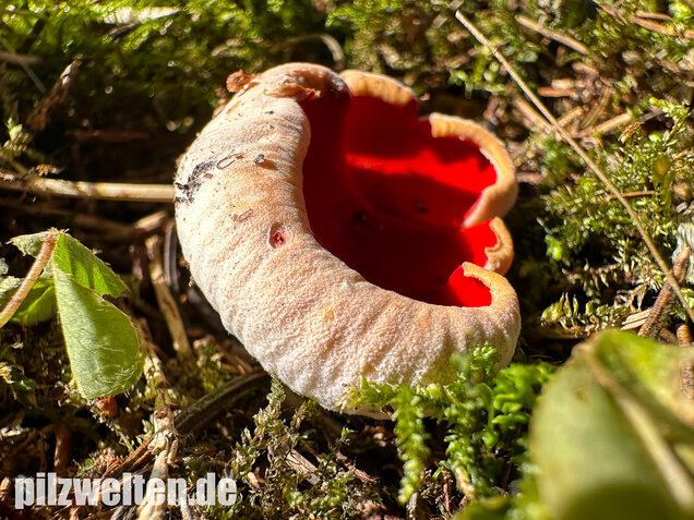 Scharlachroter Kelchbecherling, Österreichischer Prachtbecherling, Sarcoscypha austriaca & coccinea
