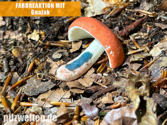 Zinnoberroter Täubling, Harter Zinnobertäubling, Russula rosea