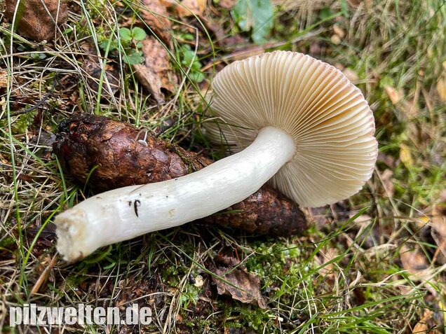 Apfeltäubling, Russula paludosa