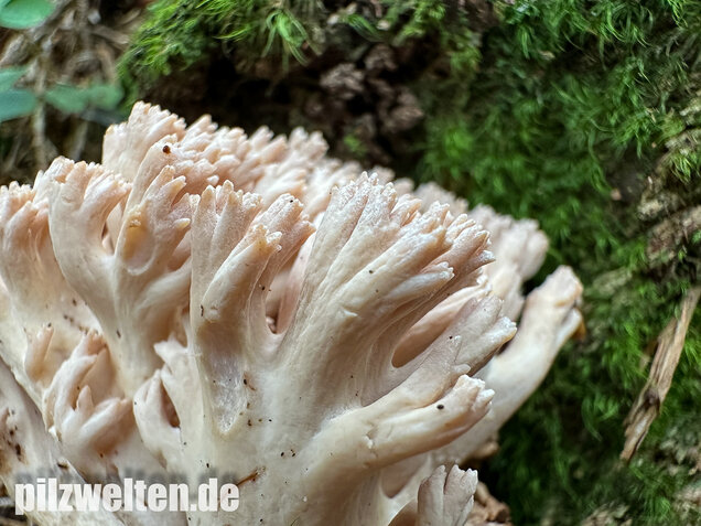 Bauchwehkoralle, Blasse Koralle, Ramaria pallida