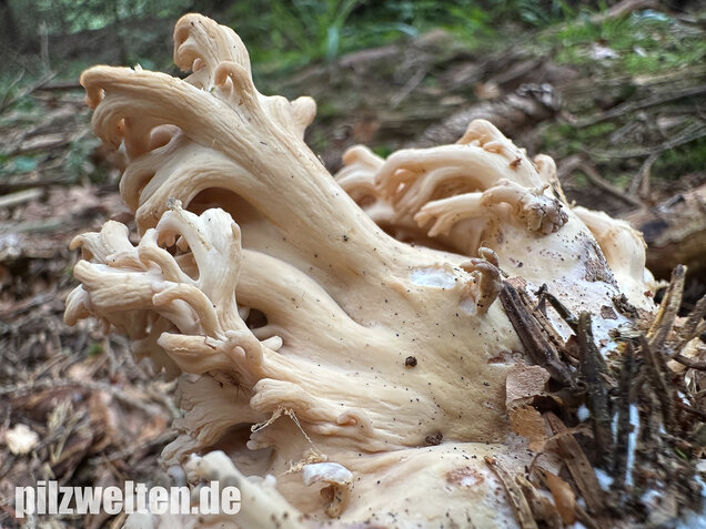 Bauchwehkoralle, Blasse Koralle, Ramaria pallida