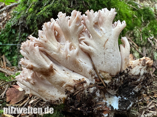 Bauchwehkoralle, Blasse Koralle, Ramaria pallida