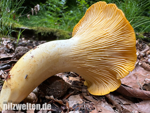 Blasser Pfifferling, Laubwaldpfifferling, Cantharellus pallens