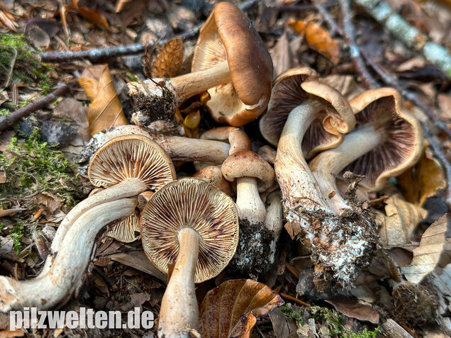 Brandiger Ritterling, Tricholoma ustale
