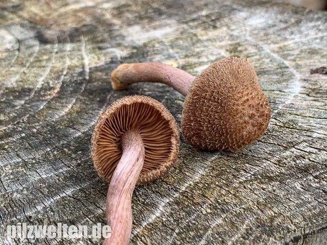 Braunvioletter Risspilz, Inocybe cincinnata var. major