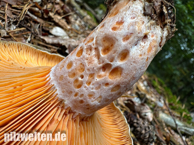 Edelreizker, Kiefernreizker, Blutreizker, Lactarius deliciosus