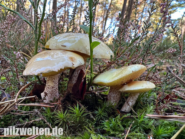 Elfenbeinröhrling, Weymouthsröhrling, Suillus placidus