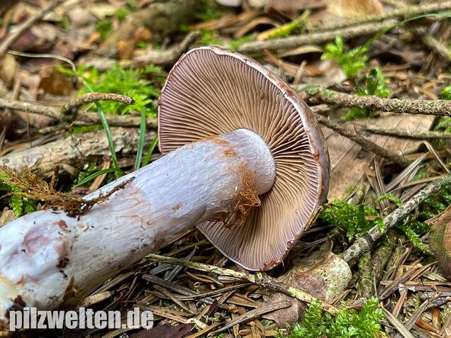 Erdigriechender Schleimkopf, Cortinarius variicolor