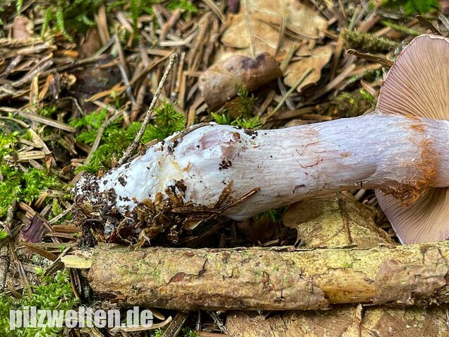 Erdigriechender Schleimkopf, Cortinarius variicolor