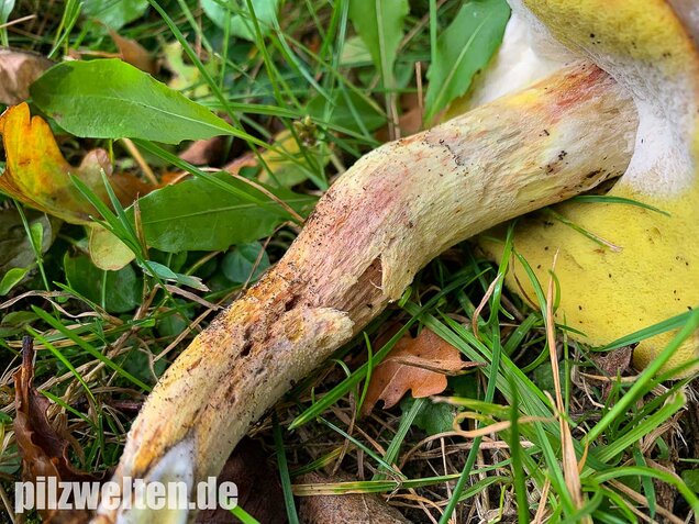Gehämmerter Röhrling, Hemileccinum depilatum