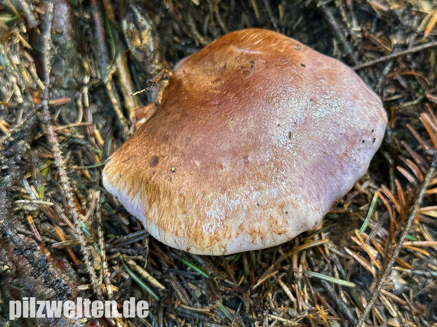 Dunkelfleckender Schleimkopf, Phlegmacium violaceomaculatum
