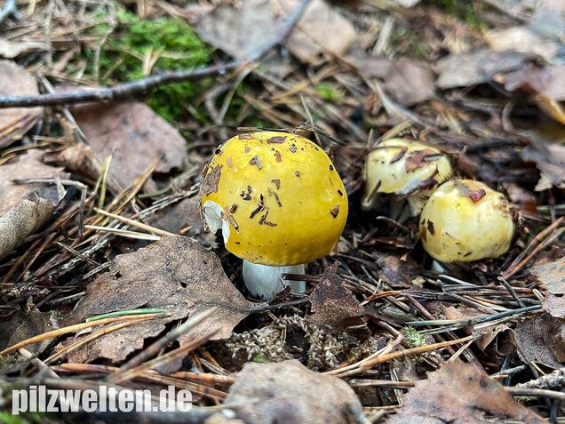 Gelber Graustieltäubling, Russula claroflava