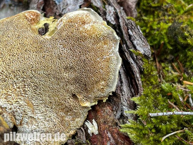 Gelbgrüner Kammporling, Laeticutis cristata