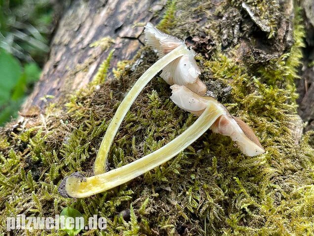 Gelbstieliger Dachpilz, Pluteus romellii