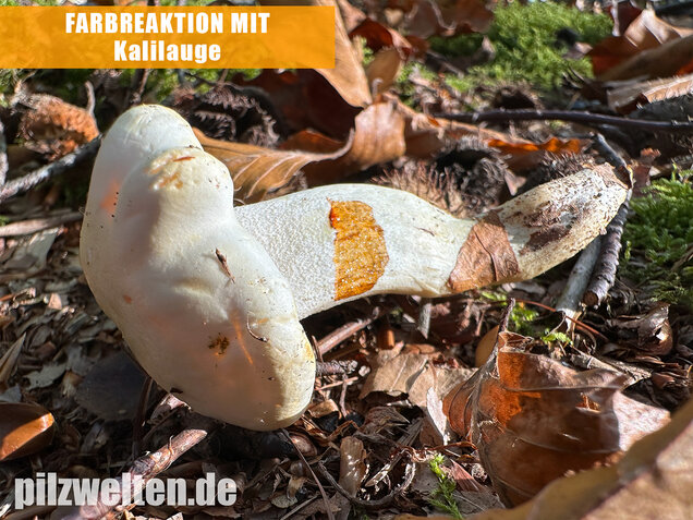 Gelbverfärbender Schneckling, Hygrophorus discoxanthus