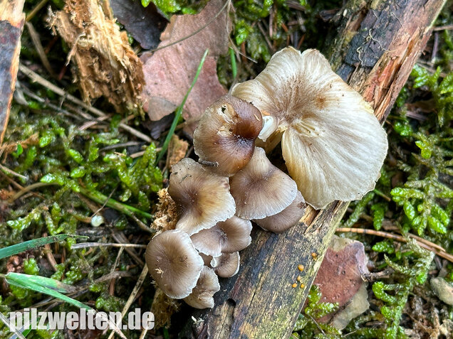 Gestreifter Nabeling, Gelbblättriger Nabeling, Gerronema strombodes