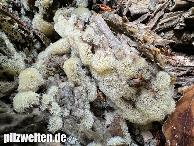 Geweihförmiger Schleimpilz, Ceratiomyxa fruticulosa