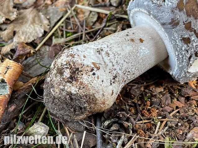 Grauer Wulstling, Amanita excelsa