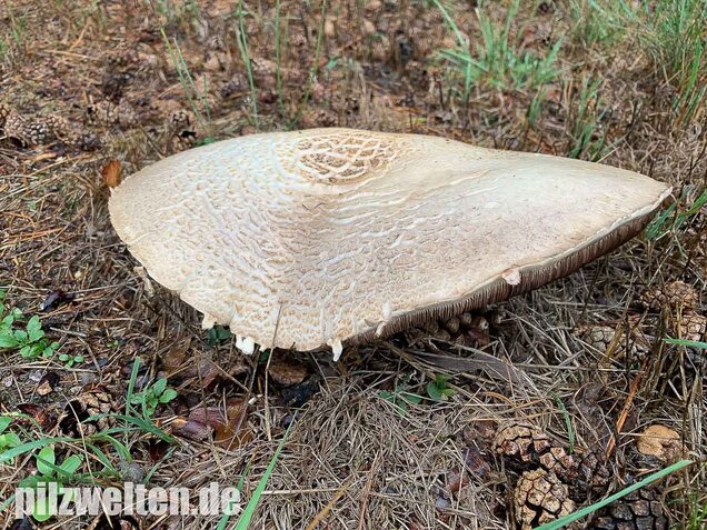 Großsporiger Riesenchampignon, Agaricus urinascens