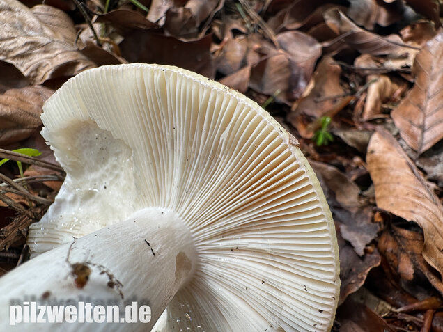 Grüner Speisetäubling, Russula heterophylla