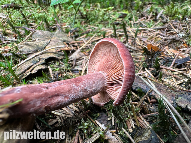 Kampfermilchling, Lactarius camphoratus