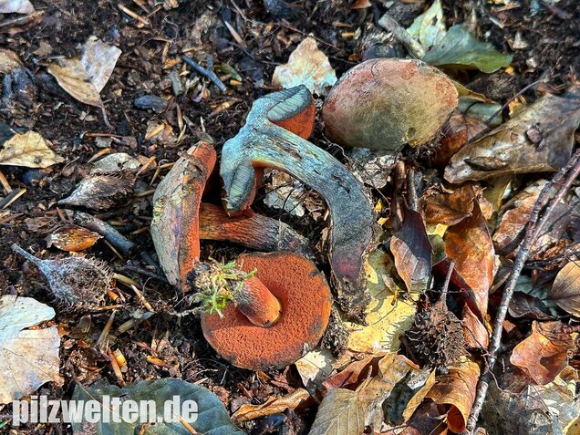 Kurznetziger Hexenröhrling, Suillellus mendax