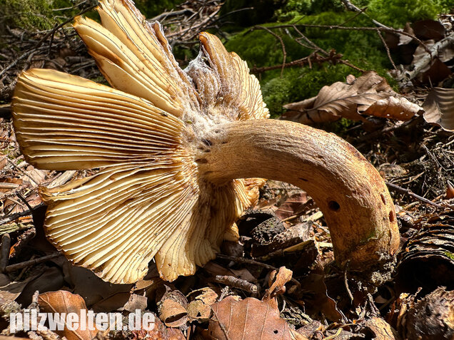 Morsetäubling, Marzipantäubling, Russula illota