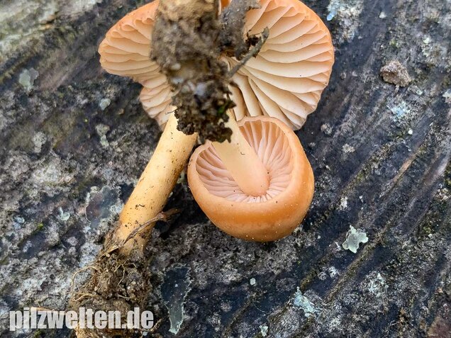 Nelkenschwindling, Marasmius oreades