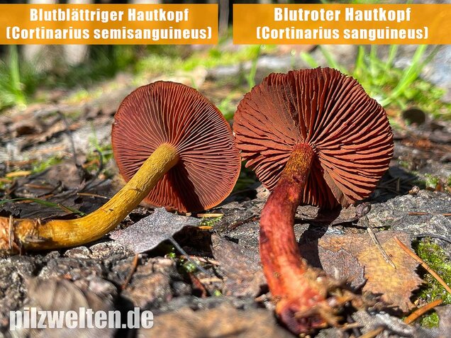 Blutroter Hautkopf, Cortinarius sanguineus