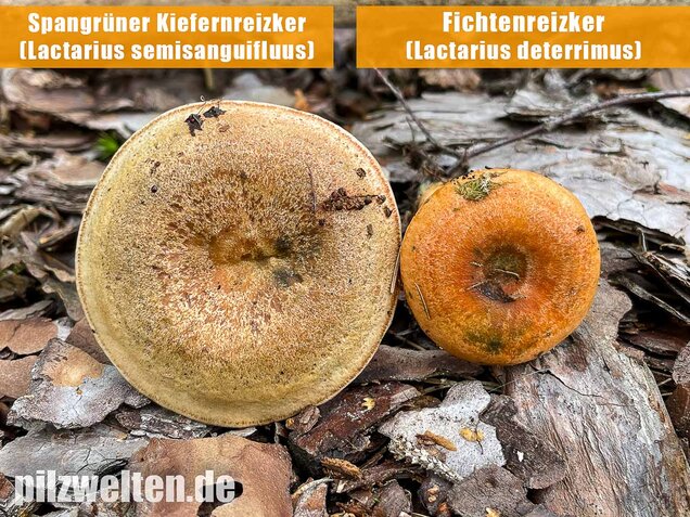 Spangrüner Kiefernreizker, Lactarius semisanguifluus