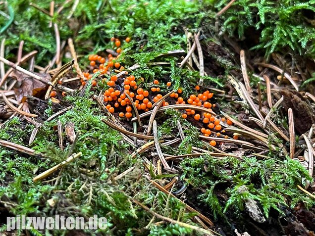 Rotköpfiger Schleimpilz, Trichia decipiens