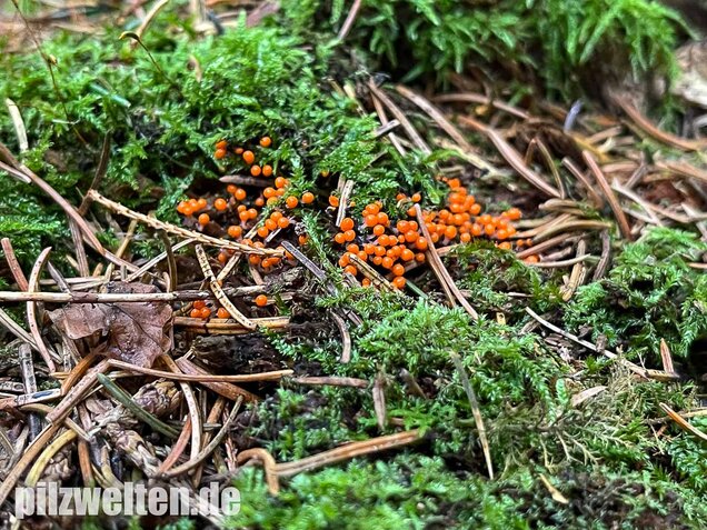 Rotköpfiger Schleimpilz, Trichia decipiens