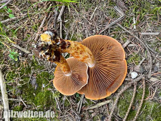 Rotschuppiger Raukopf, Cortinarius bolaris