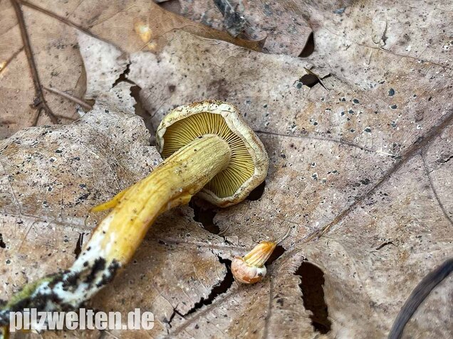 Safranroter Schüppling, Pholiota astragalina