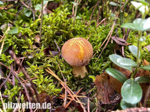 Sandröhrling, Suillus variegatus