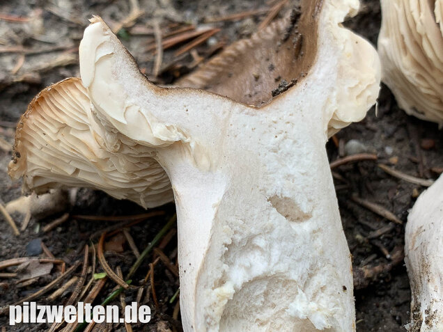 Scharfer Glanztäubling, Russula firmula