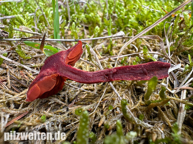 Blutroter Hautkopf, Bluthautkopf, Cortinarius sanguineus