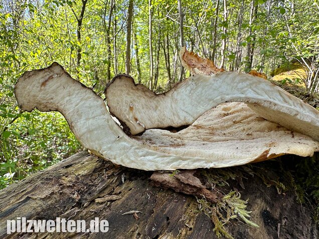 Schuppiger Porling, Cerioporus squamosus
