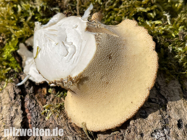 Schuppiger Porling, Cerioporus squamosus