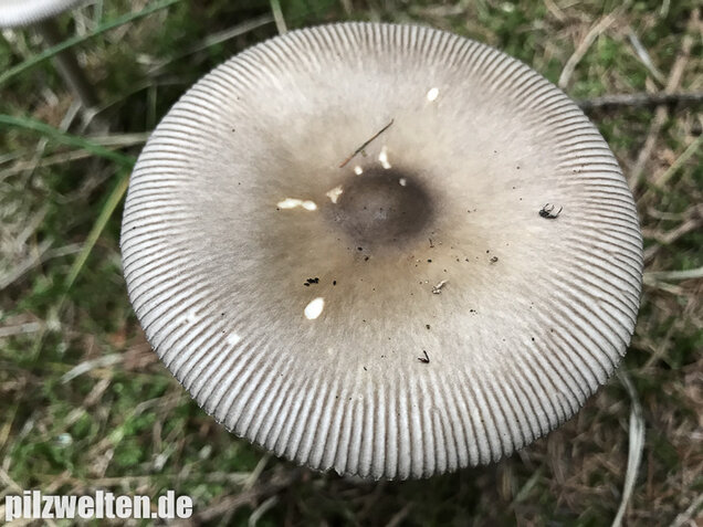 Silbergrauer Scheidenstreifling, Amanita argentea
