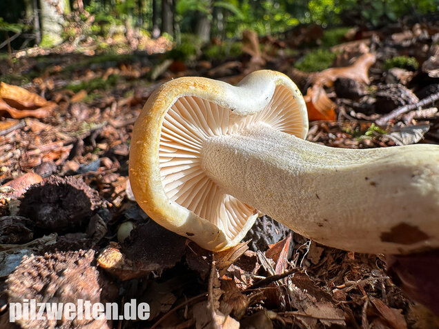 Gelbverfärbender Schneckling, Hygrophorus discoxanthus