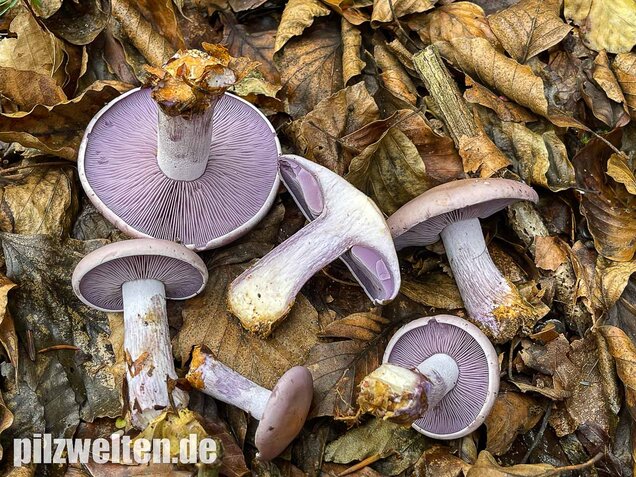 Violetter Rötelritterling, Lepista nuda