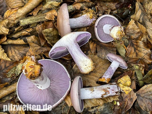 Violetter Rötelritterling, Lepista nuda