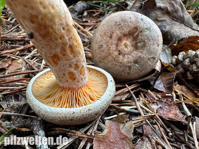 Wechselblauer Edelreizker, Lactarius quieticolor