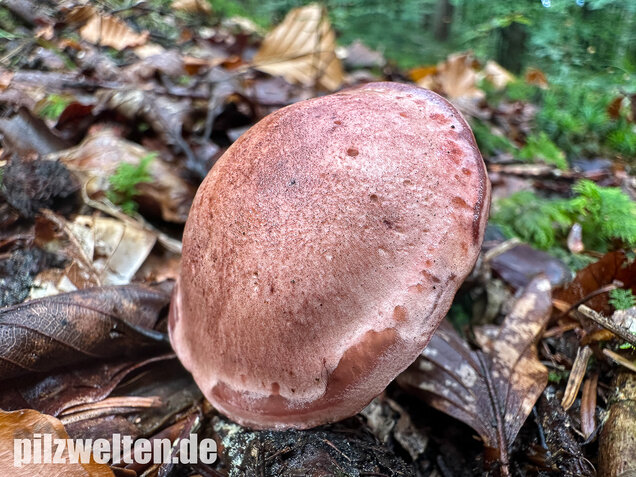 Weinroter Purpur-Schneckling, Hygrophorus capreolarius
